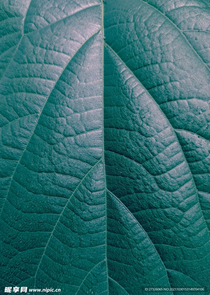 叶脉纹理背景 