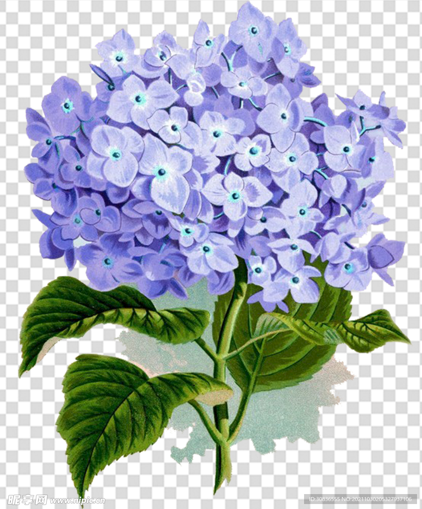 花 