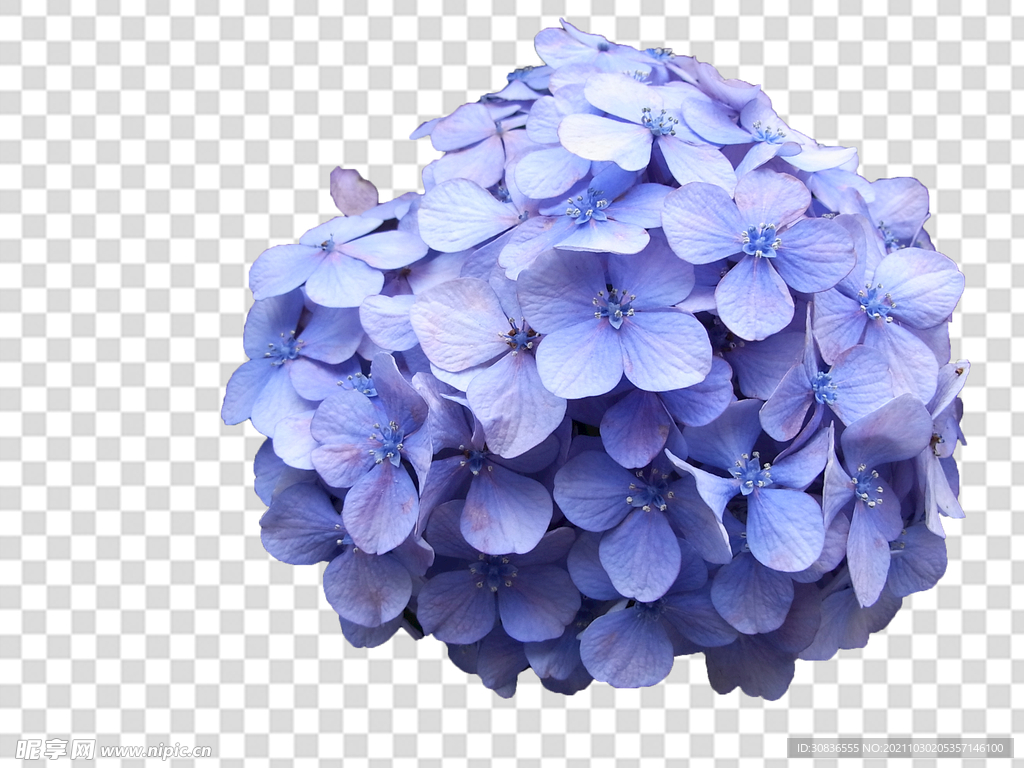 花 