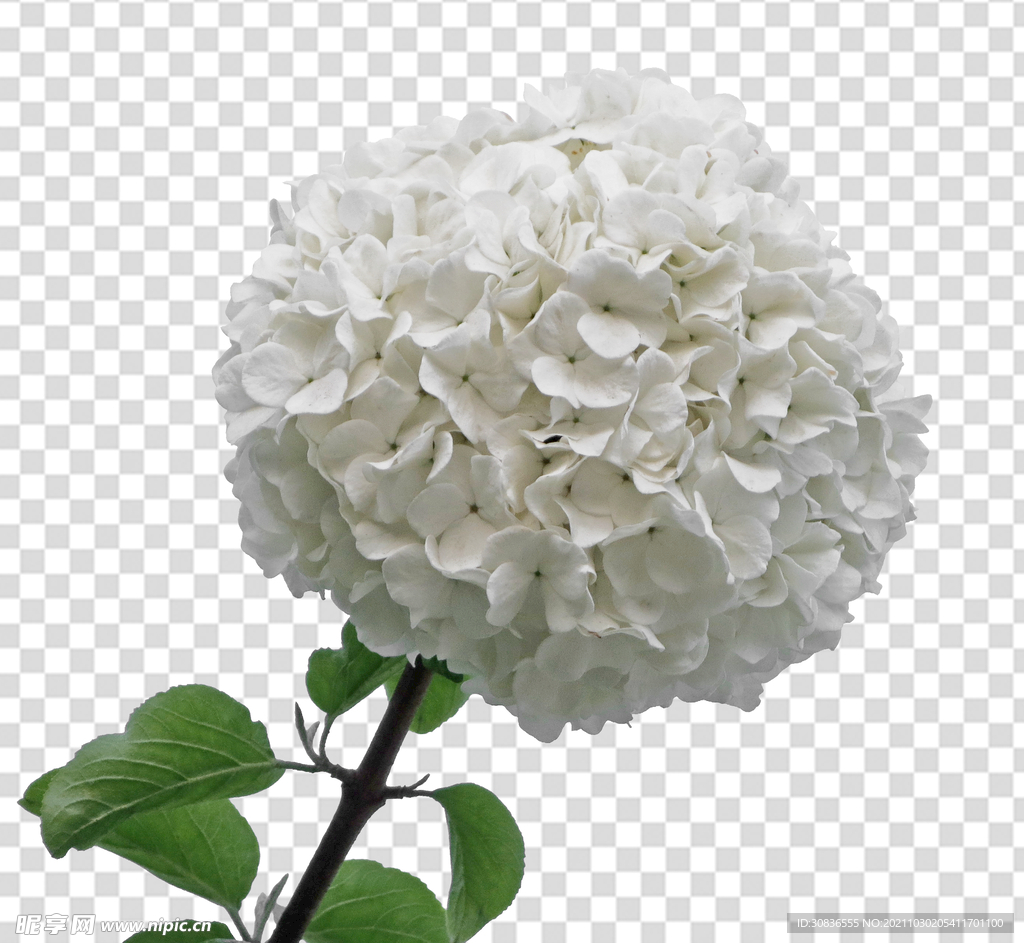 花 