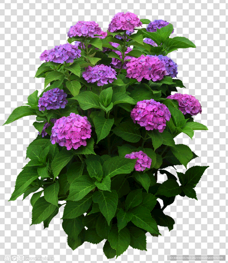 花