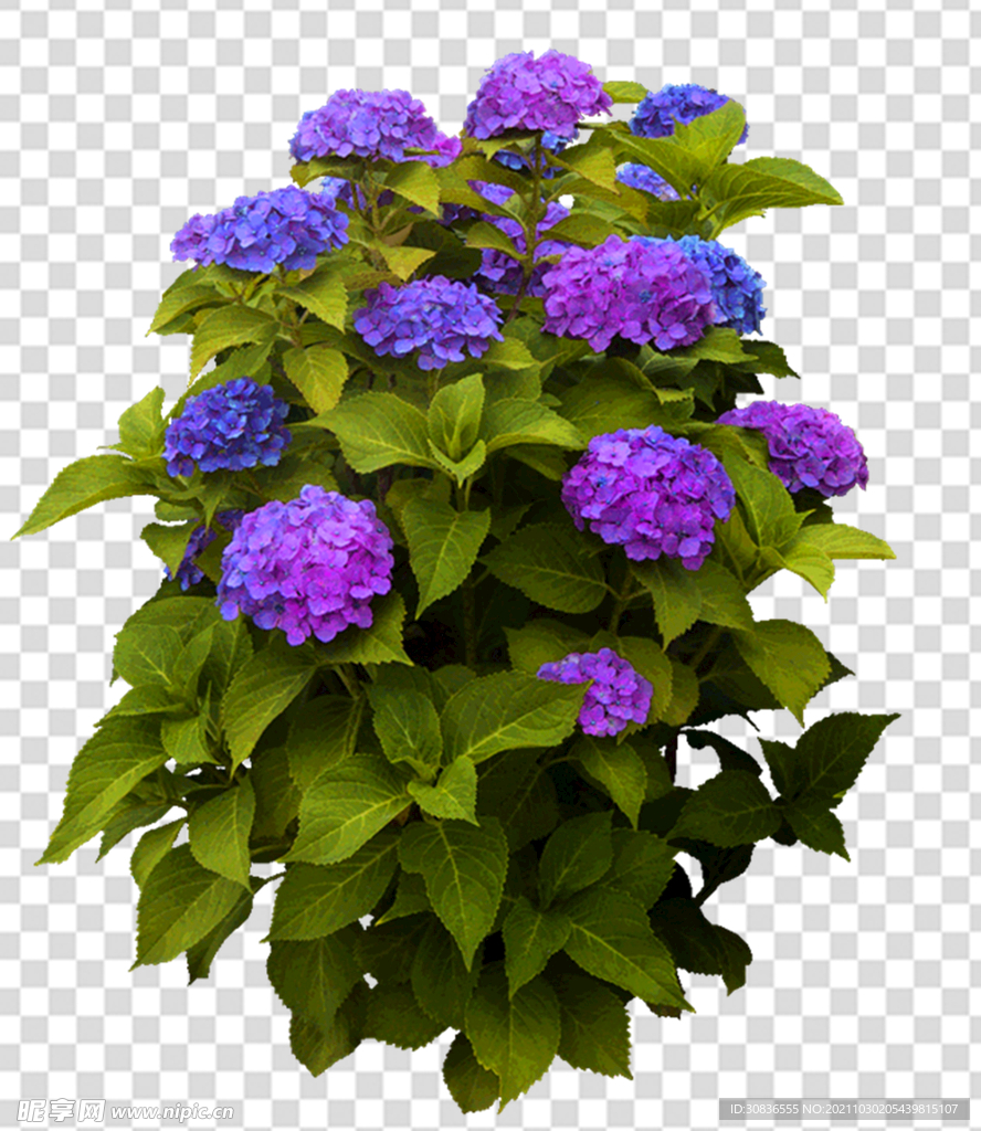 花 