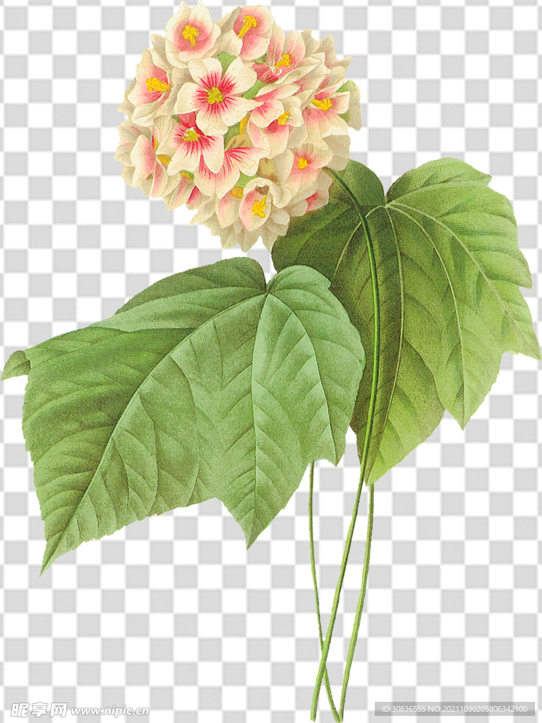 花 