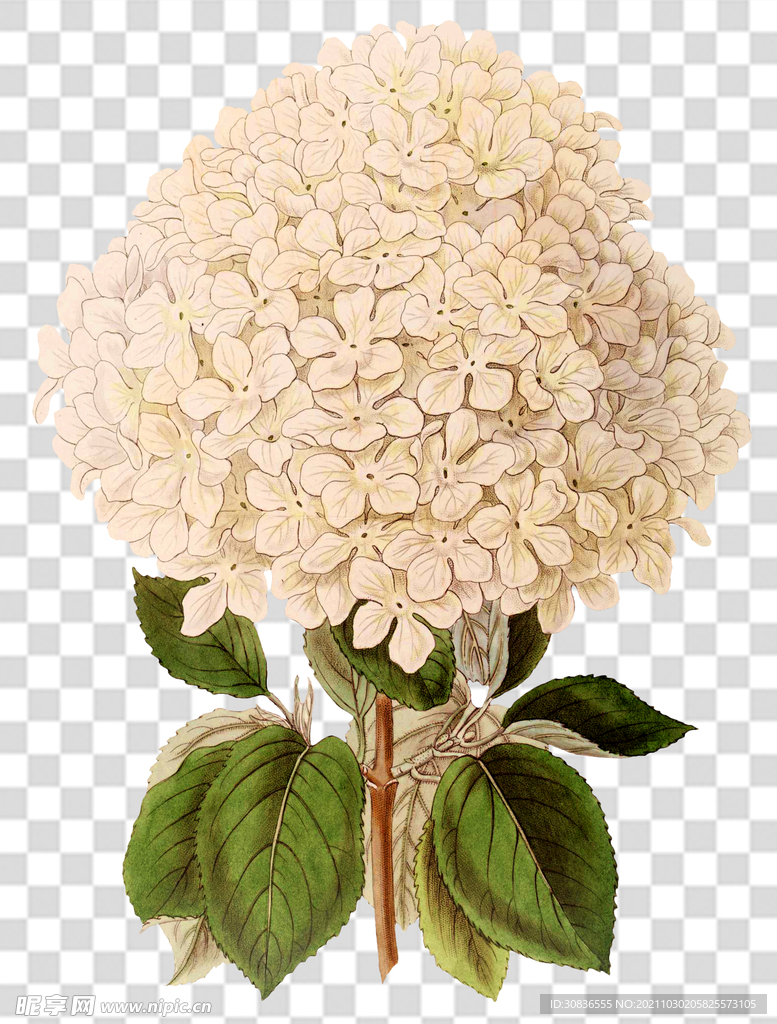 花 