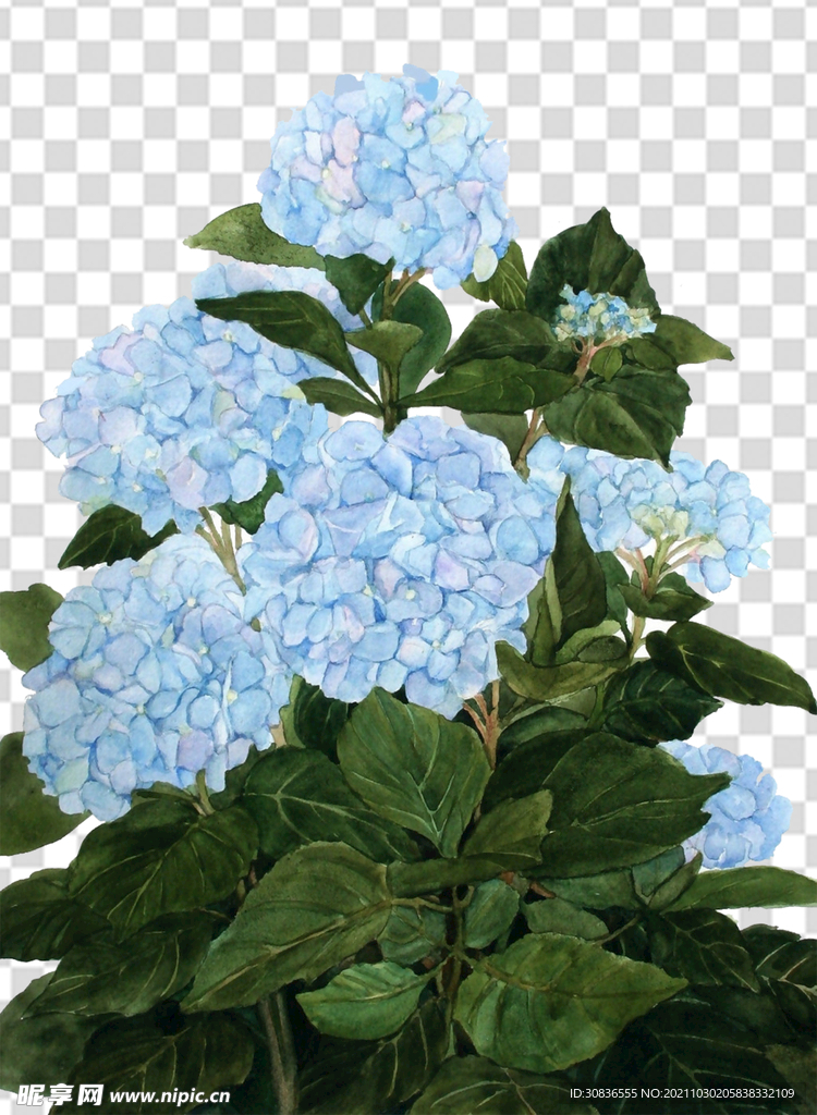 花 