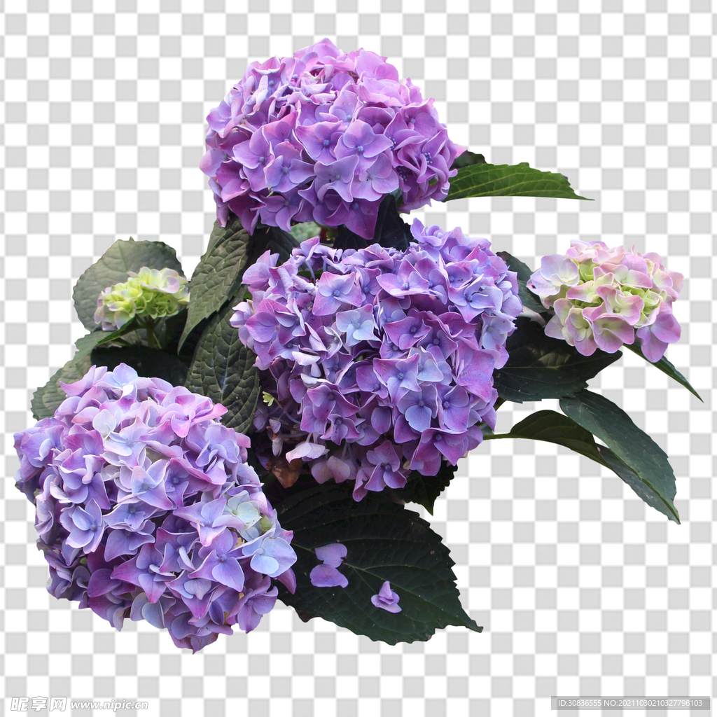 花 
