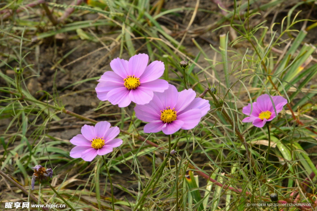 园林花草