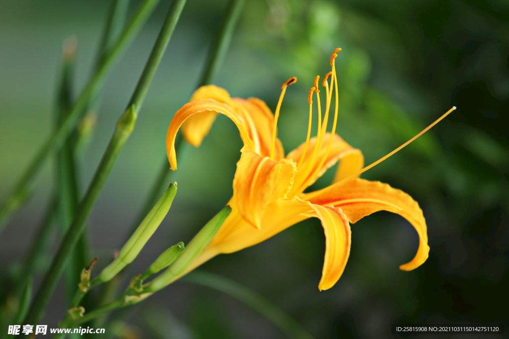 黄花菜 