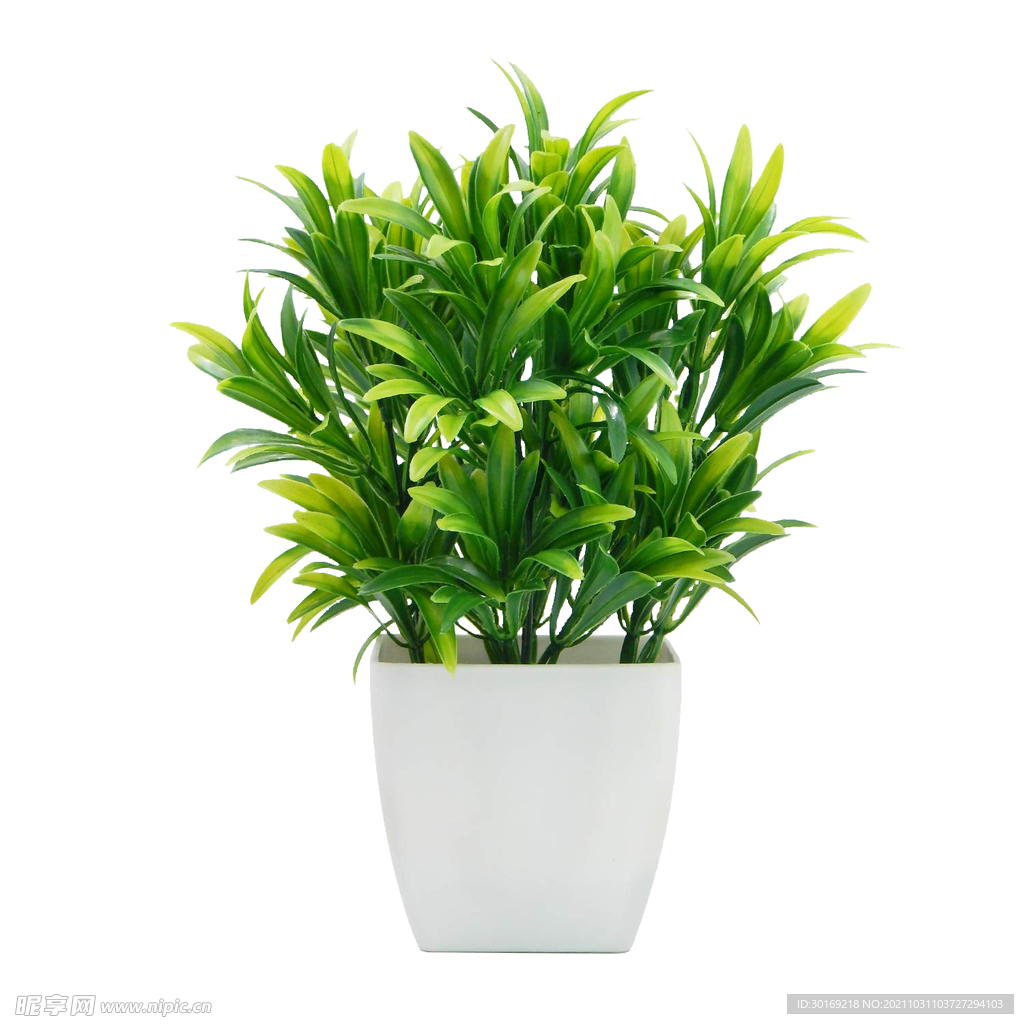植物盆栽