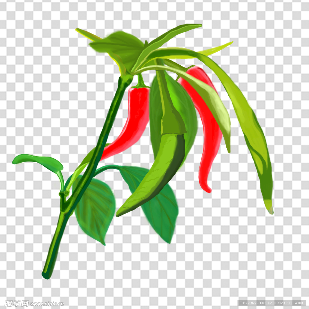 辣椒 