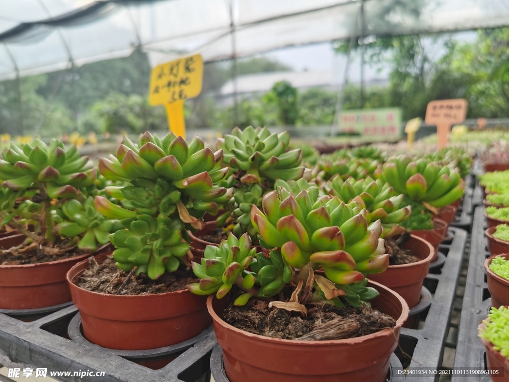 可爱清新多肉盆栽花卉市场