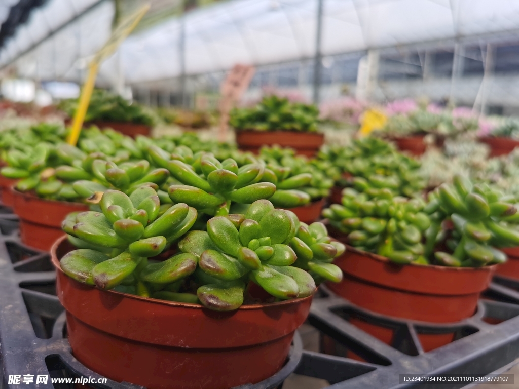 可爱多肉花卉市场盆栽