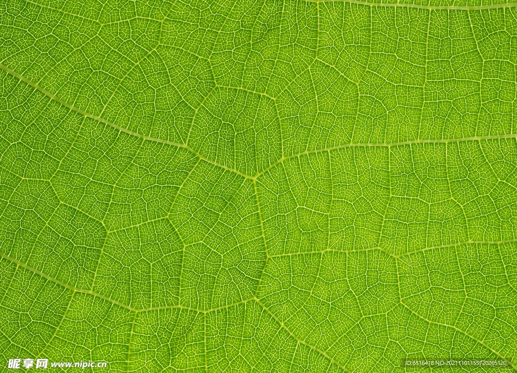 绿色 叶脉 摄影 肌理 纹理