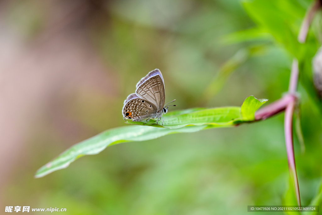 草叶上的小蝴蝶图片