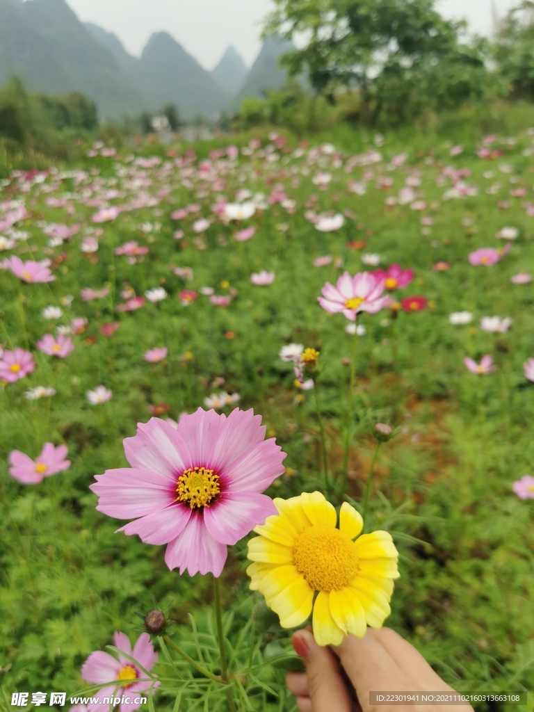  茼蒿花 格桑花
