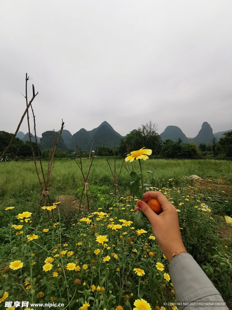 茼蒿花