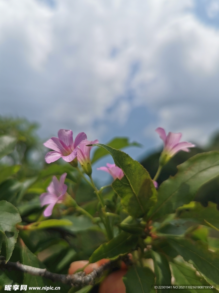 红花酢浆草
