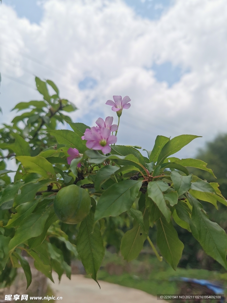 红花酢浆草