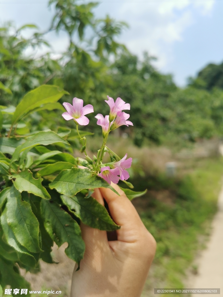 红花酢浆草 