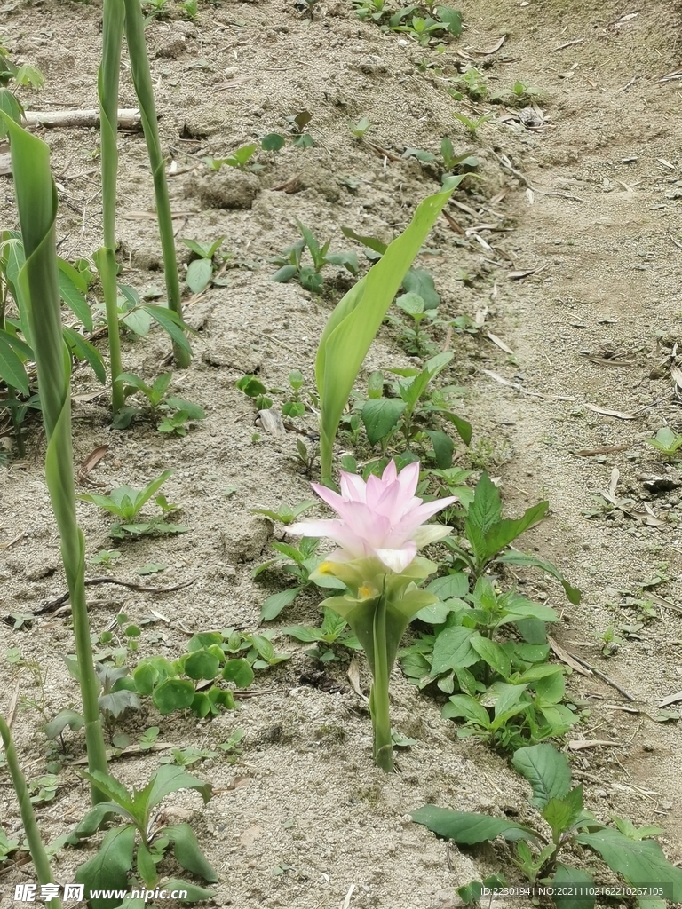 荷花