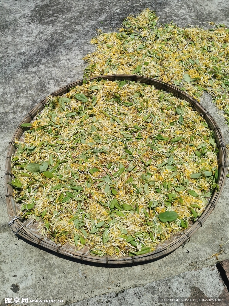 金银花 