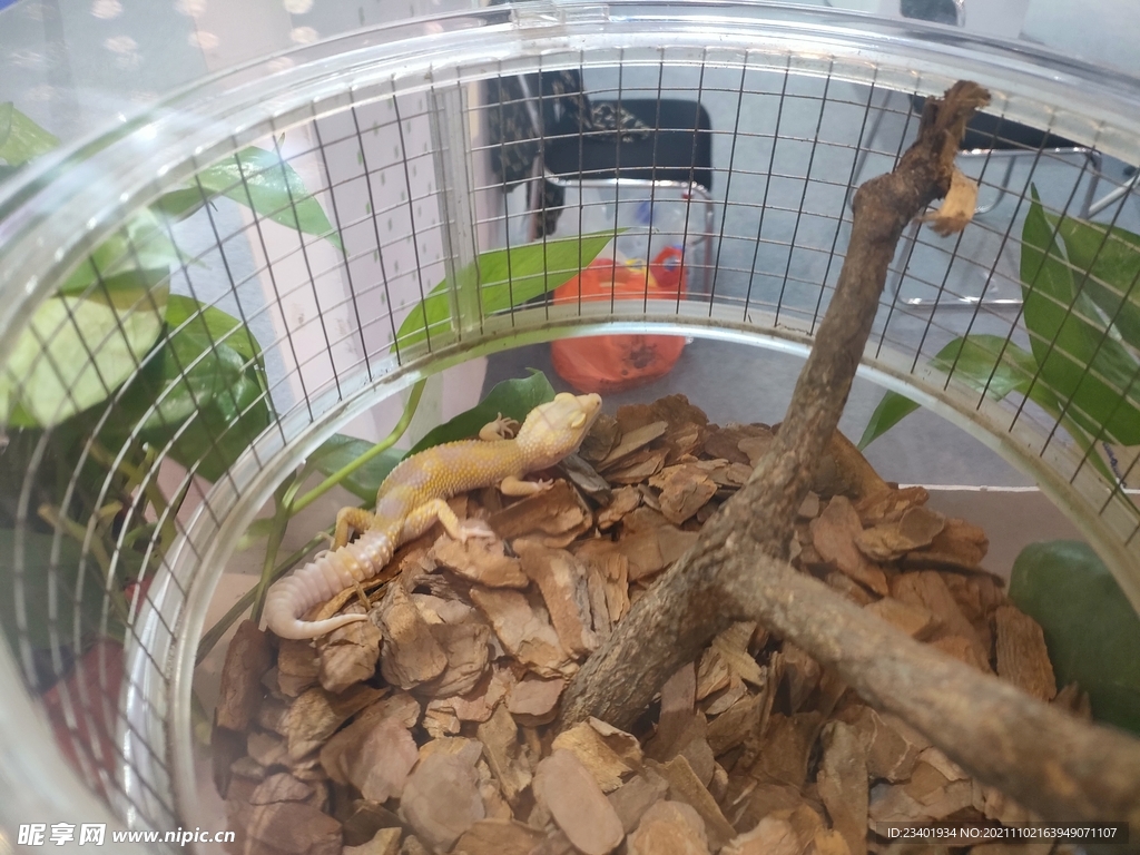 蜥蜴爬行类生物展会