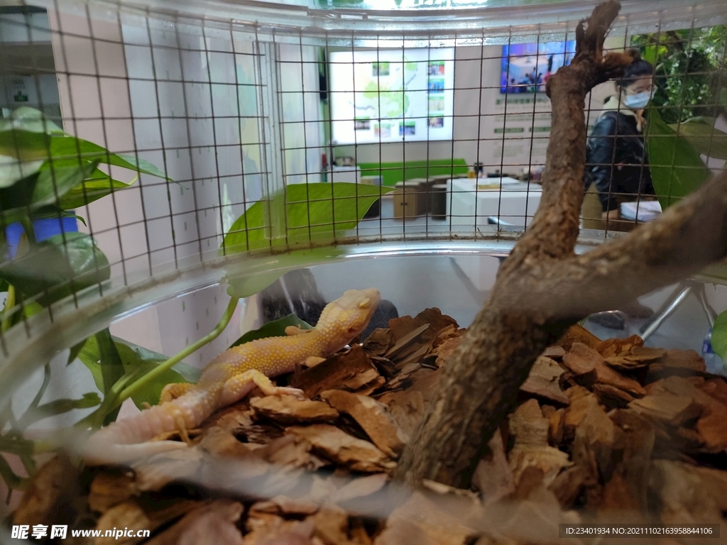 蜥蜴爬行类生物展