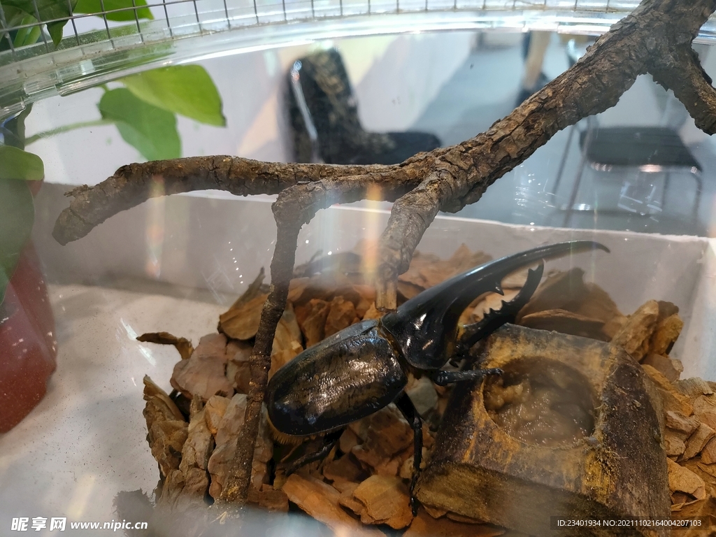 独角仙金龟子昆虫生物展览