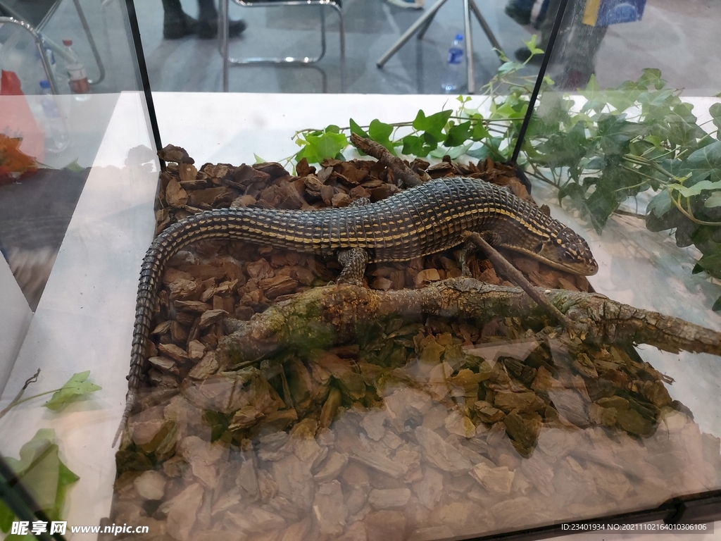 蜥蜴爬行类生物展