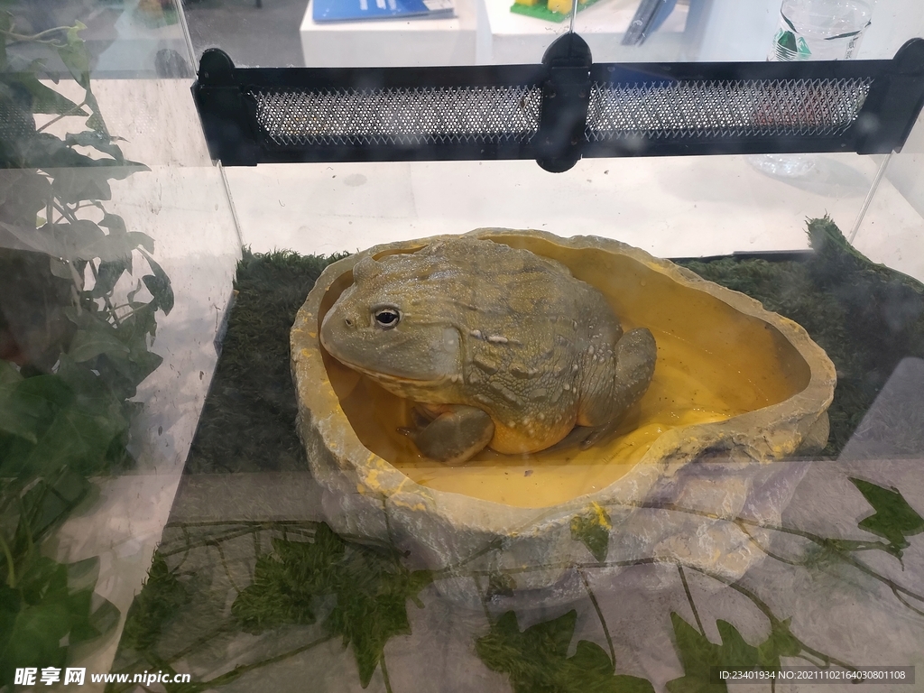 金色蟾蜍蛤蟆水陆两栖动物生物展