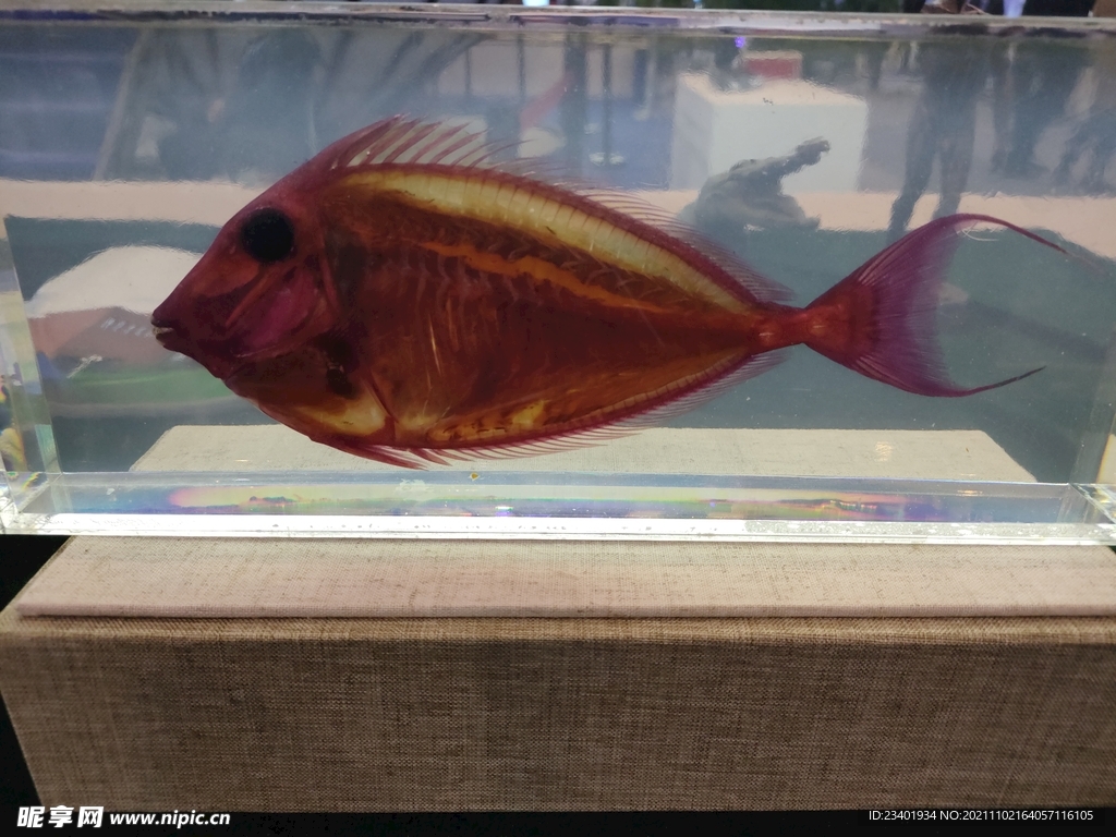 大鱼生物塑化标本生物科技展品