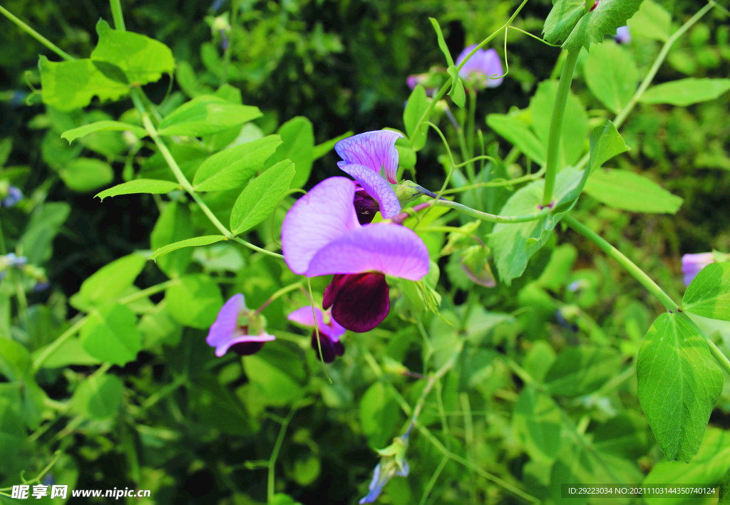 豌豆花  