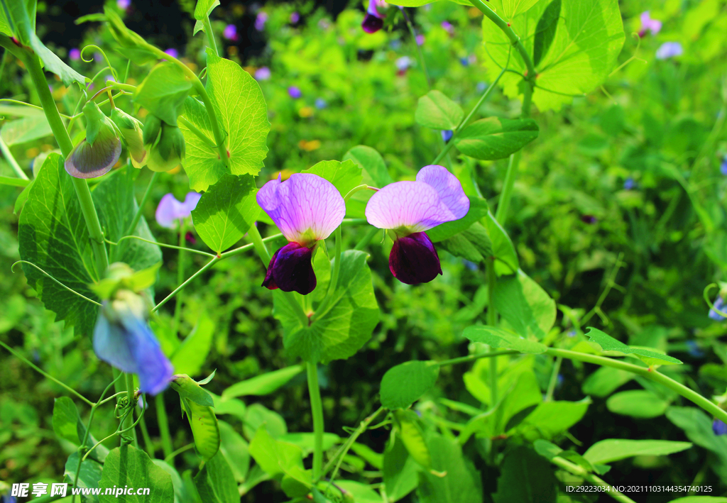 豌豆花    