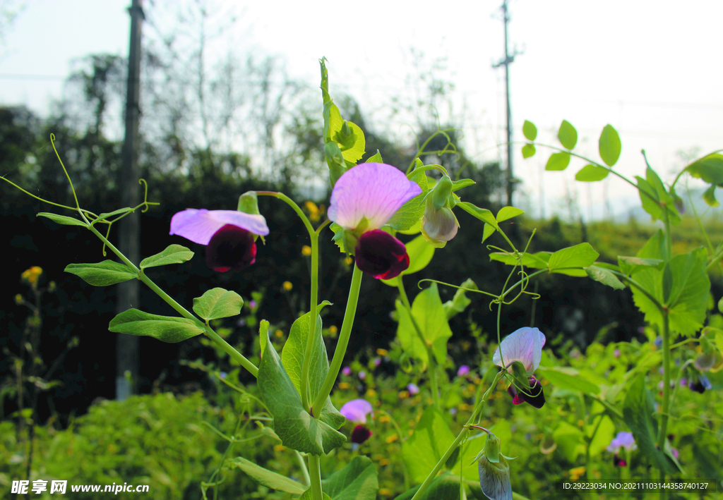 豌豆花  
