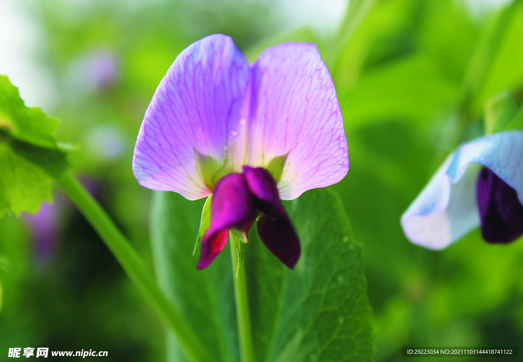 豌豆花    