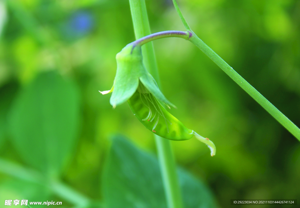 豌豆   