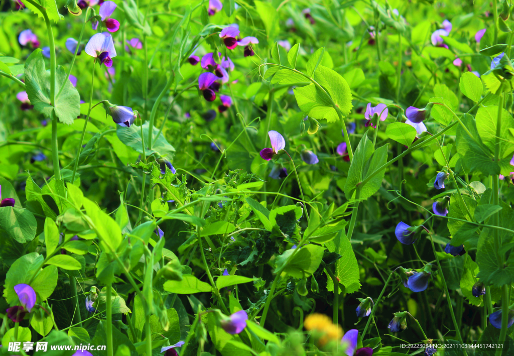 豌豆花   