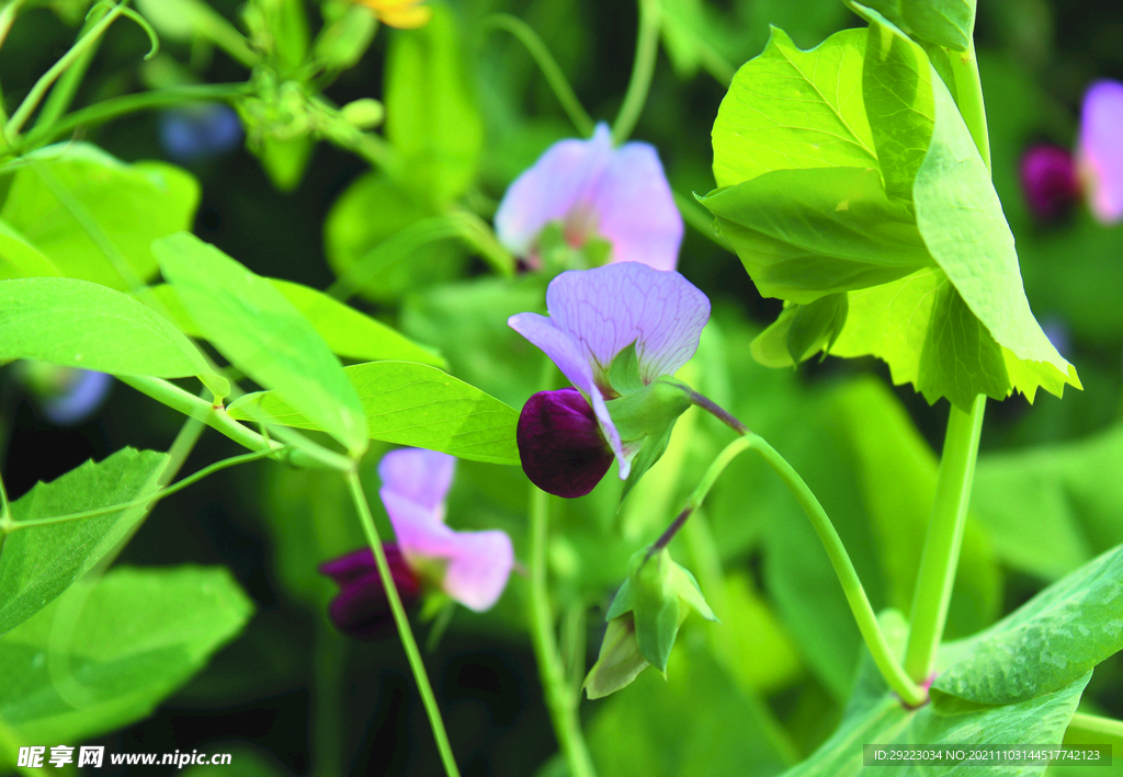 豌豆花  