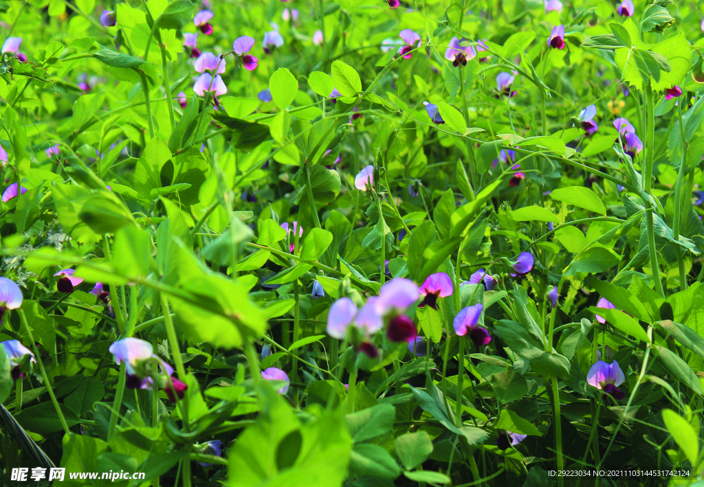 豌豆花    