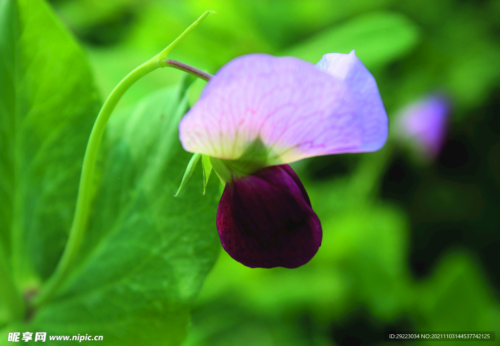 豌豆花    