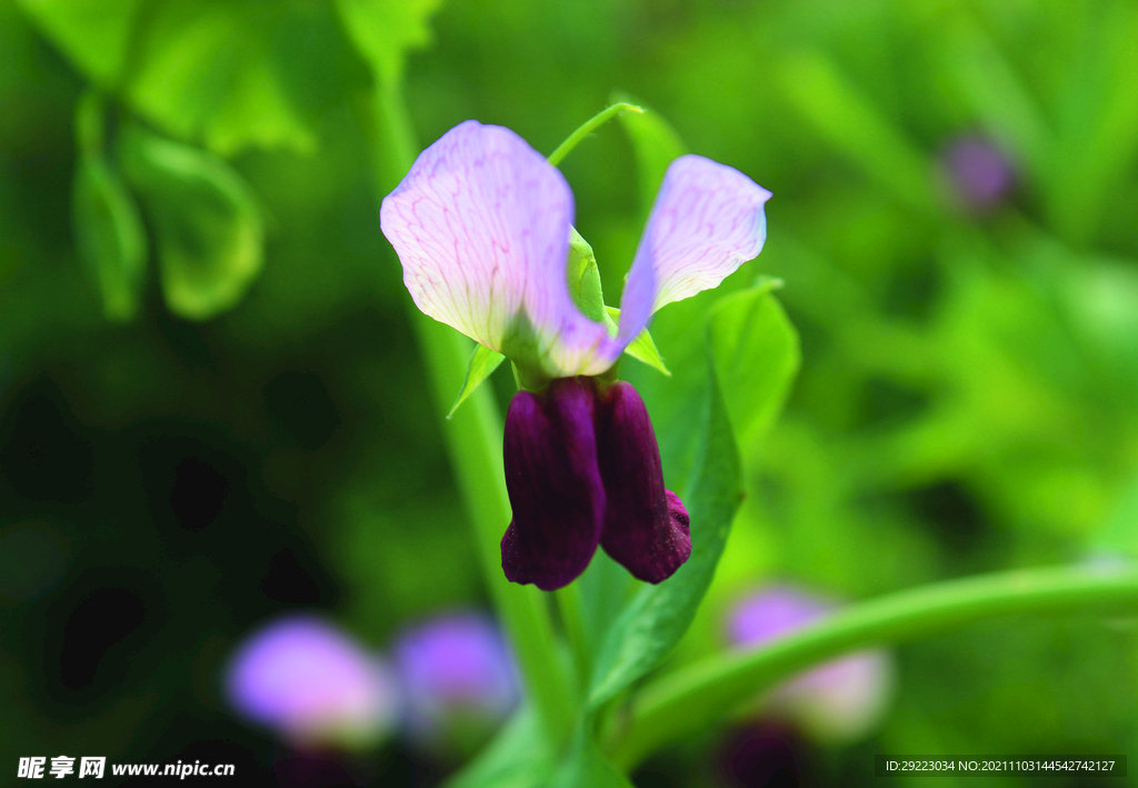 豌豆花  