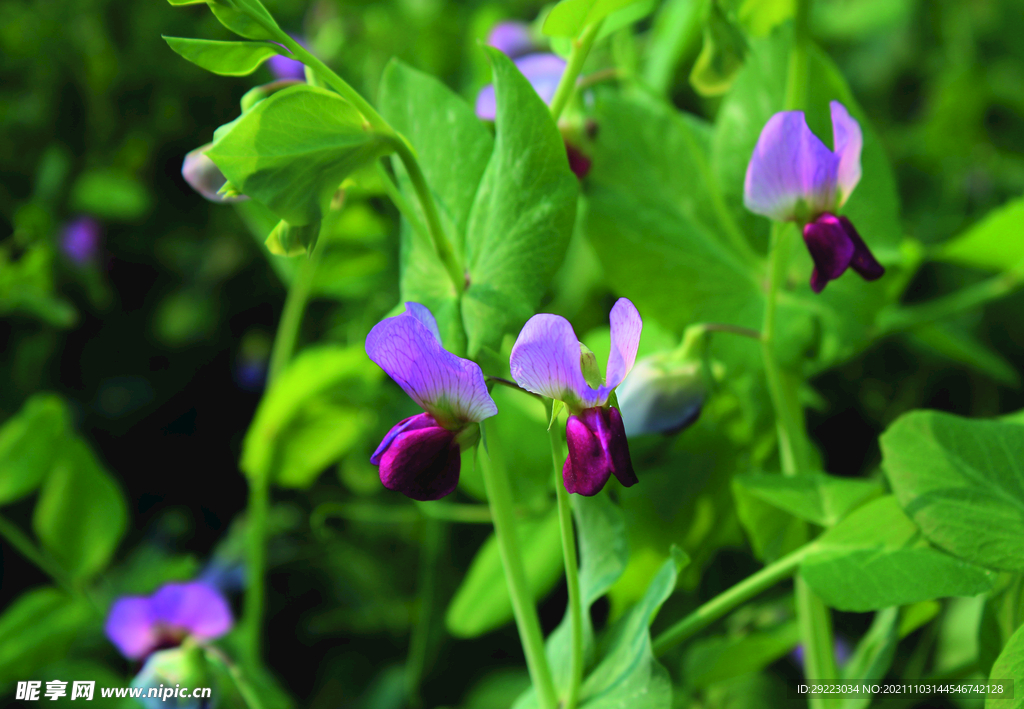 豌豆花    