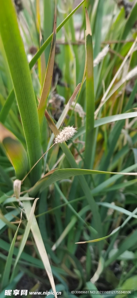 草