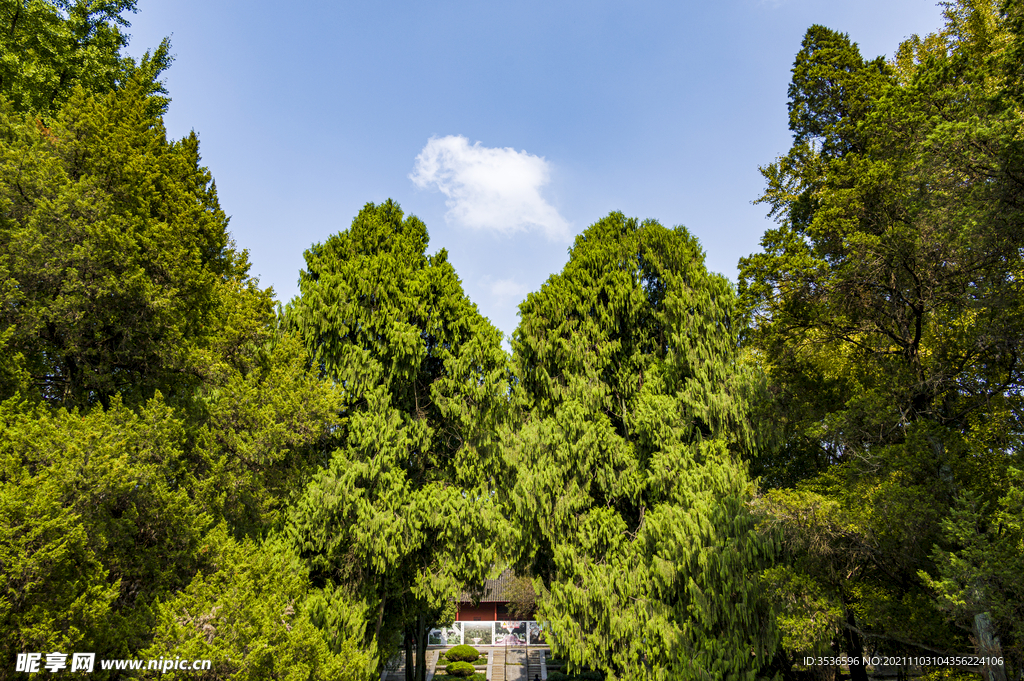 苍松翠柏