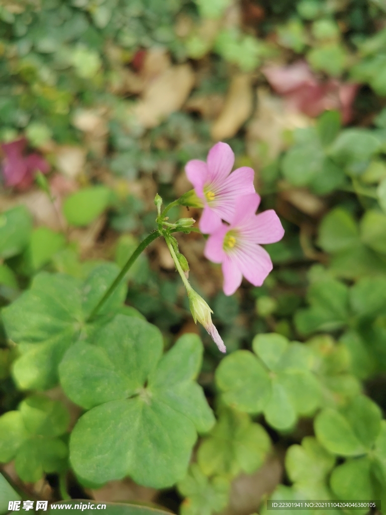 鲜花 