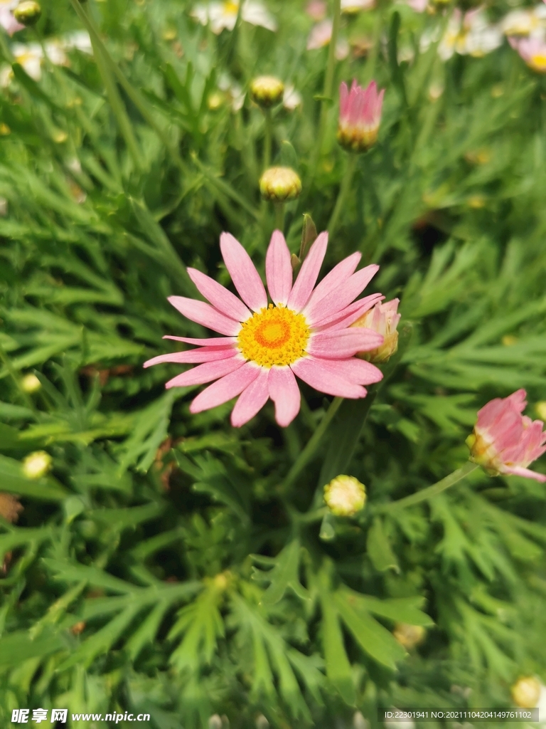 木茼蒿