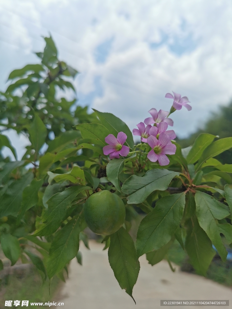 红花酢浆草 