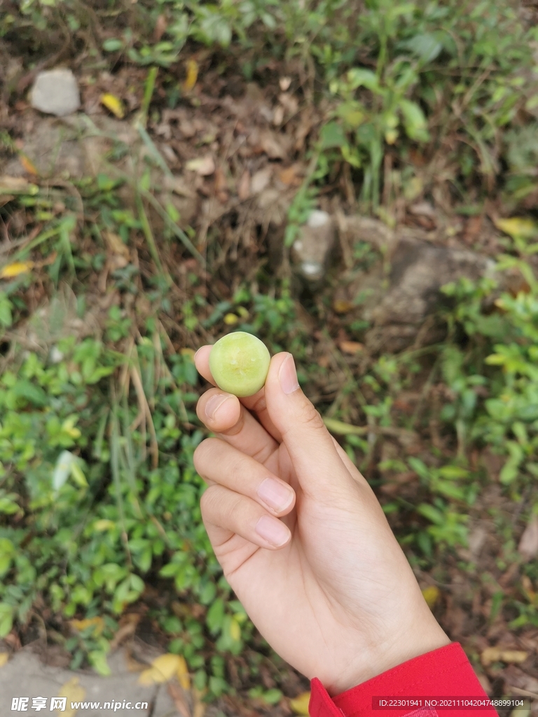 李子