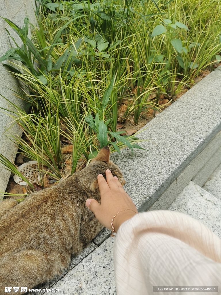 小猫