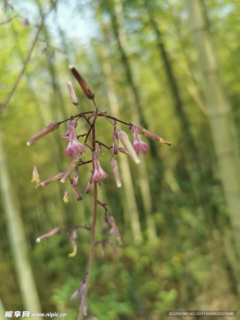 蝇子草